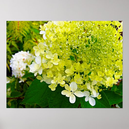 Poster Elegant Chartreuse Green Limelight Hydrangea (Devant)