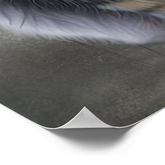 Poster Élégant Chat Long Haired (Coin)