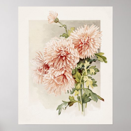 Poster Élégant chryanthèmes Vintages rose-blanc (Devant)