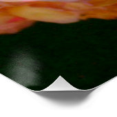 Poster Elégant classique pêche orange rose floral (Coin)