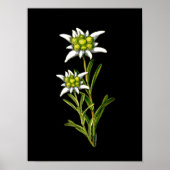 Poster Elegant Edelweiss Artwork Imprimer (Devant)