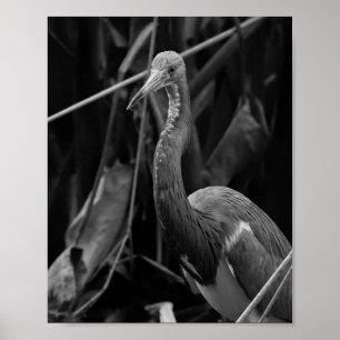 Poster Elegant Heron Portrait - Photographie de la faune
