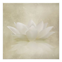 Élégant Lotus blanc doux / Fleur Lily
