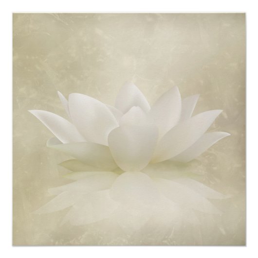 Poster Élégant Lotus blanc doux / Fleur Lily (Devant)