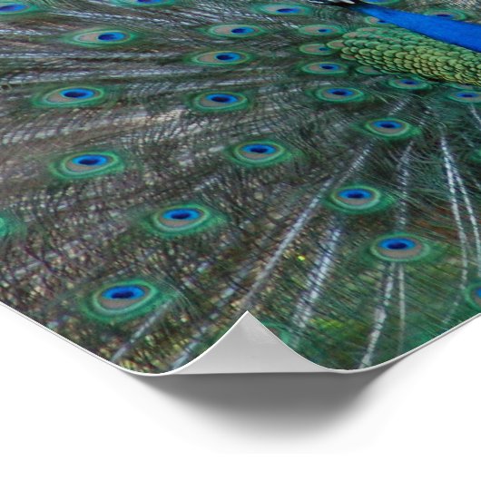 Poster Elégant Peacock (Coin)