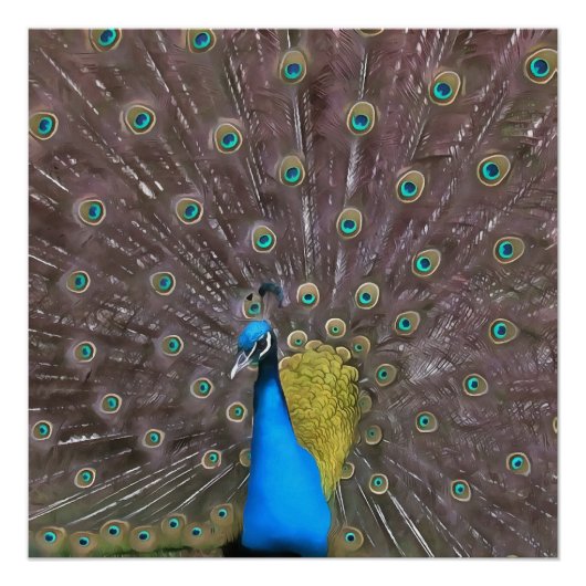 Poster Elégant Peacock En Bleu Avec Queue Fannée (Devant)