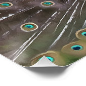 Poster Elégant Peacock En Bleu Avec Queue Fannée (Coin)