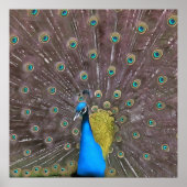 Poster Elégant Peacock En Bleu Avec Queue Fannée (Devant)