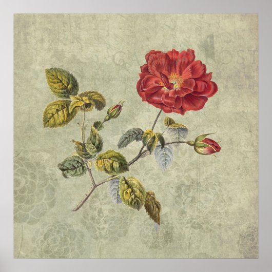 Poster Élégant Rose français Vintage (Devant)