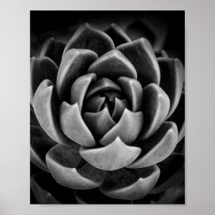 Poster Elégant Succulent Plante Nature Photo Noir Blanc