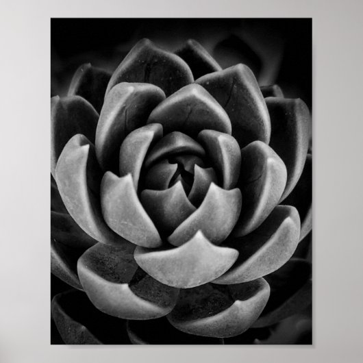 Poster Elégant Succulent Plante Nature Photo Noir Blanc (Devant)