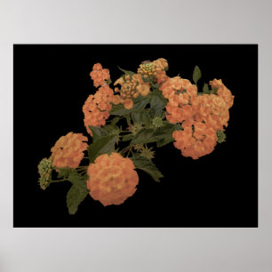 Poster Elégante beauté oranges fleurs art imprimé