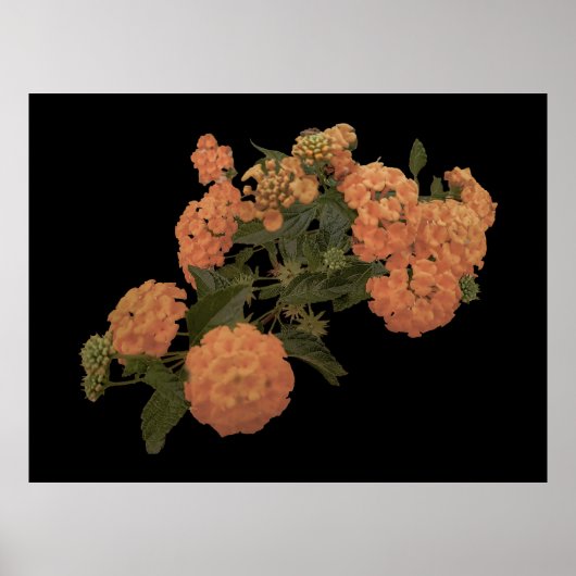 Poster Elégante beauté oranges fleurs art imprimé (Devant)