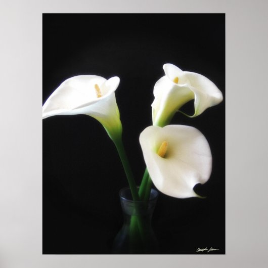 Poster Elégante Calla Lily Fleurs 12 (Devant)