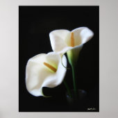 Poster Elégante Calla Lily Fleurs 13 (Devant)