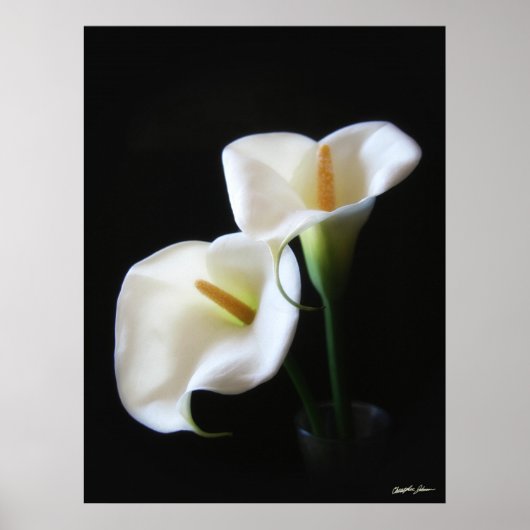 Poster Elégante Calla Lily Fleurs 13 (Devant)
