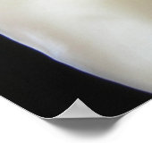 Poster Elégante Calla Lily Fleurs 13 (Coin)