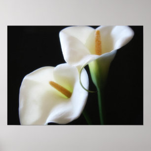 Poster Elégante Calla Lily Fleurs 13