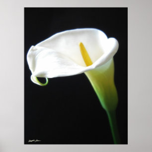 Poster Elégante Calla Lily Fleurs 15
