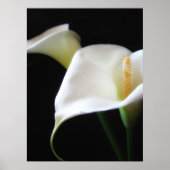 Poster Elégante Calla Lily Fleurs 16 (Devant)