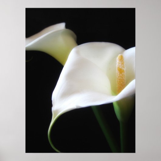 Poster Elégante Calla Lily Fleurs 16 (Devant)