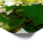 Poster Élégante Chartreuse Vert Limelight Hydrangea (Coin)