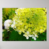 Poster Élégante Chartreuse Vert Limelight Hydrangea (Devant)