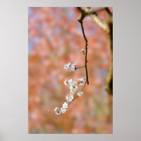 Élégante floraison d'abricots japonais
