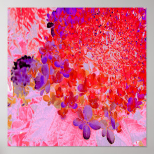 Poster Élégante Hydrangea Limelight Violette et Orange