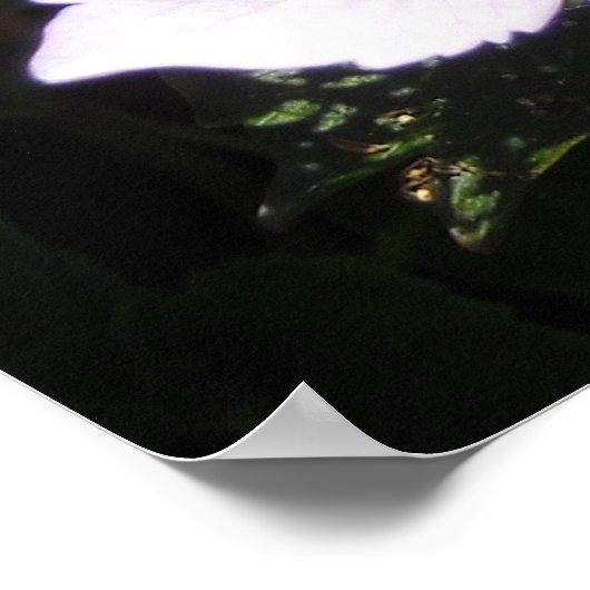 Poster Élégante Hydrangée (Coin)