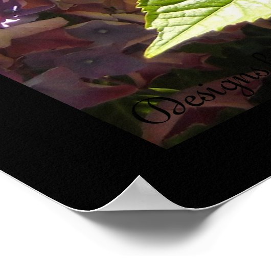 Poster Élégante Hydrangée (Coin)