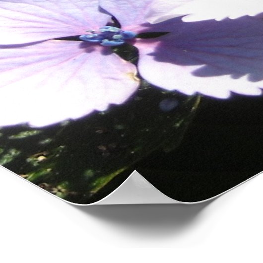 Poster Elégante Hydrangée Mauve (Coin)