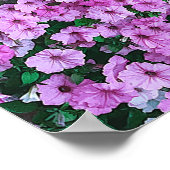 Poster Élégante marguerite rose florale Acrylique | (Coin)