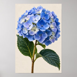 Poster Élégante œuvre d'art botanique murale d'hortensia