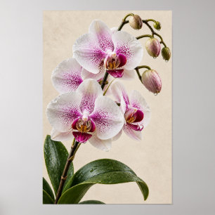 Poster Élégante œuvre d'art murale florale d'orchidée ros