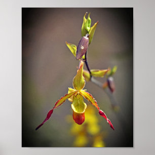 Poster Elégante Orange Jaune Orchidée Fleur Botanique
