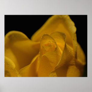 Poster Élégante Rose jaune simple gros haut