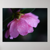 Élégante rose rose gros plan avec la mâchoire