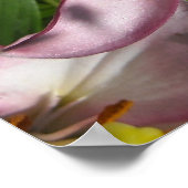 Poster Élégants lys tigres roses (Coin)