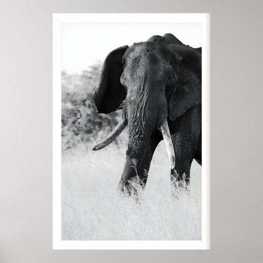 Poster Élément d'impression éléphant noir et blanc - Mini (Devant)