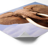 Poster Eléphant (Coin)