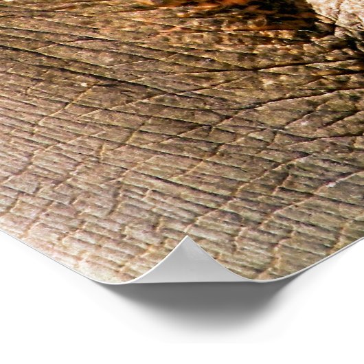 POSTER ÉLÉPHANT (Coin)