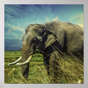 Poster Eléphant