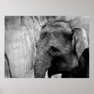 Poster éléphant