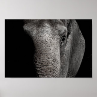 Poster éléphant