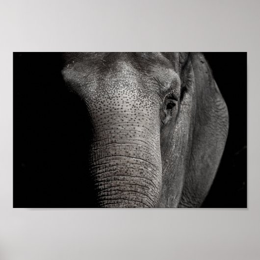 Poster éléphant (Devant)