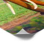 Poster Eléphant (Coin)