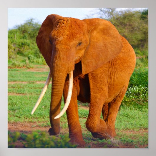 Poster Eléphant (Devant)