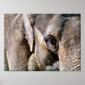 POSTER ÉLÉPHANT (Devant)