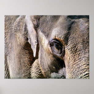 POSTER ÉLÉPHANT